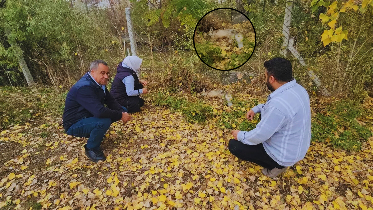 Amasya'nın Suluova ilçesinde bir okulun bahçesine sığınan yaralı tilki